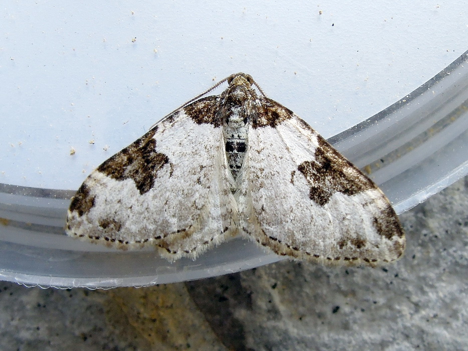 Xanthorhoe fluctuata (geometridae)